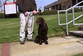 Person Borne Weapons Detection Dogs